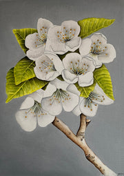 Cherry Blossom